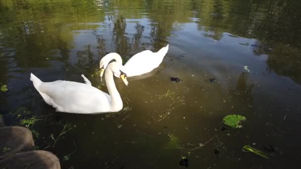 Два Розкішних Білих Лебедя Плавають Природній Ставковій Воді Оточеній Зеленню — стокове відео