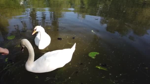 Två Underbara Vita Svanar Flyter Vid Naturliga Dammen Vatten Omgiven — Stockvideo