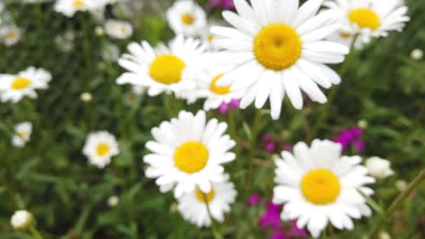 Κλείστε Χαμομήλι Στο Γρασίδι Ταλαντεύεται Στον Άνεμο Όμορφο Λουλούδι — Αρχείο Βίντεο