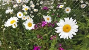 Papatya çayını yakın, rüzgarda sallanıyor. Güzel çiçek..