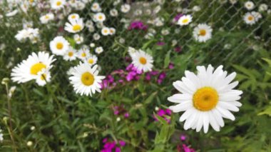 Papatya çayını yakın, rüzgarda sallanıyor. Güzel çiçek..