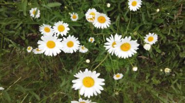 Papatya çayını yakın, rüzgarda sallanıyor. Güzel çiçek..