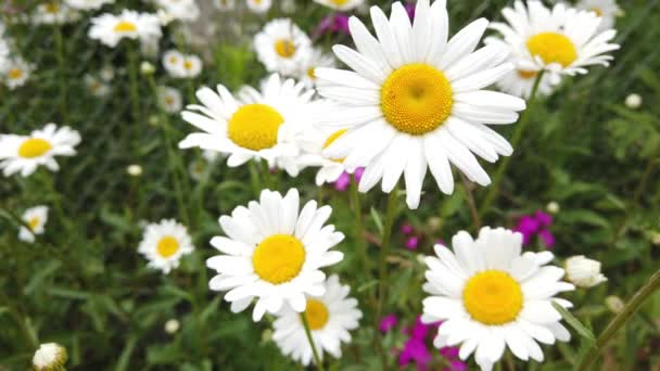 Nahaufnahme Der Kamille Gras Die Wind Schwankt Schöne Blume — Stockvideo