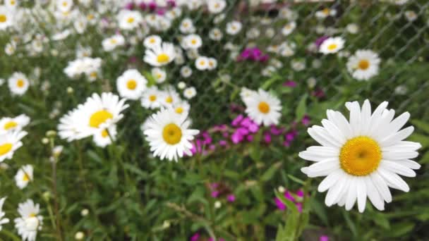 Chiudi Camomilla Nell Erba Ondeggiando Nel Vento Bellissimo Fiore — Video Stock