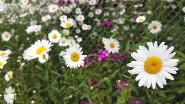 Cerca Manzanilla Hierba Balanceándose Viento Hermosa Flor — Vídeo de stock