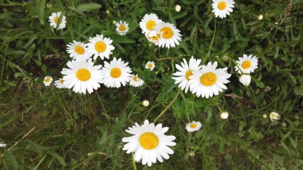 Close Chamomile Grass Swaying Wind Beautiful Flower — Stock Video