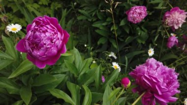 Arka planda rüzgarda sallanan büyük pembe şakayıklar.