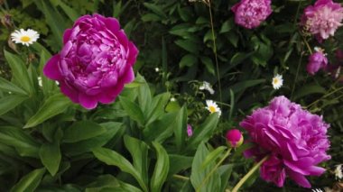 Arka planda rüzgarda sallanan büyük pembe şakayıklar.