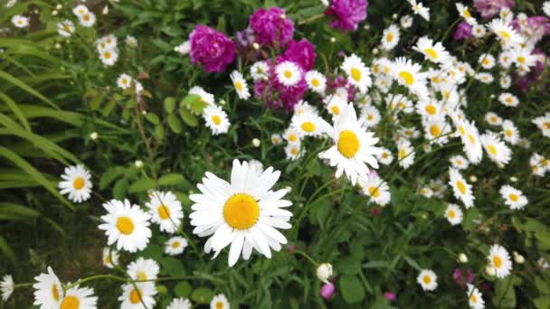 Fermer Camomille Dans Herbe Balançant Dans Vent Belle Fleur — Video