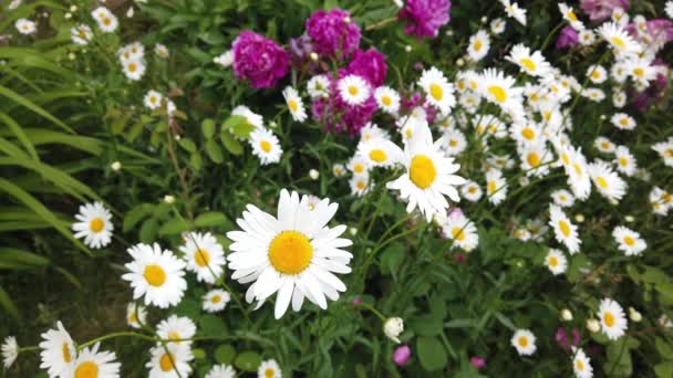 Fermer Camomille Dans Herbe Balançant Dans Vent Belle Fleur — Video