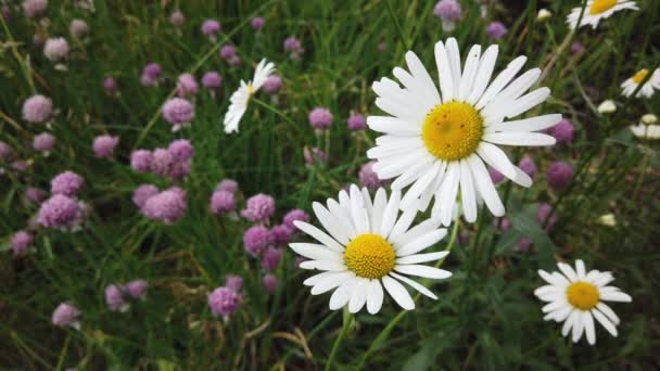 Fermer Camomille Dans Herbe Balançant Dans Vent Belle Fleur — Video