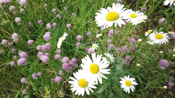 Chiudi Camomilla Nell Erba Ondeggiando Nel Vento Bellissimo Fiore — Video Stock