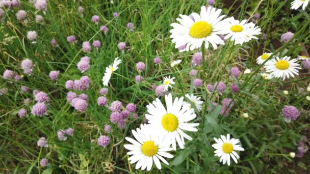 Sluit Kamille Het Gras Zwaaiend Wind Mooie Bloem — Stockvideo