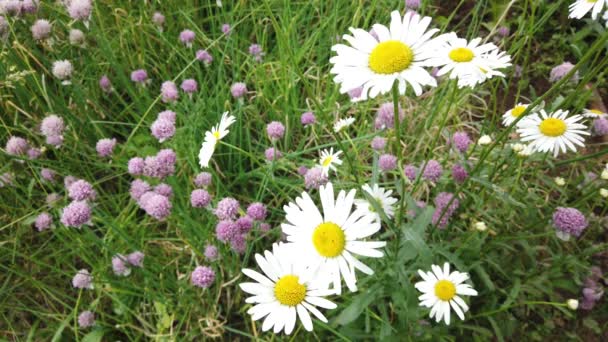 Chiudi Camomilla Nell Erba Ondeggiando Nel Vento Bellissimo Fiore — Video Stock