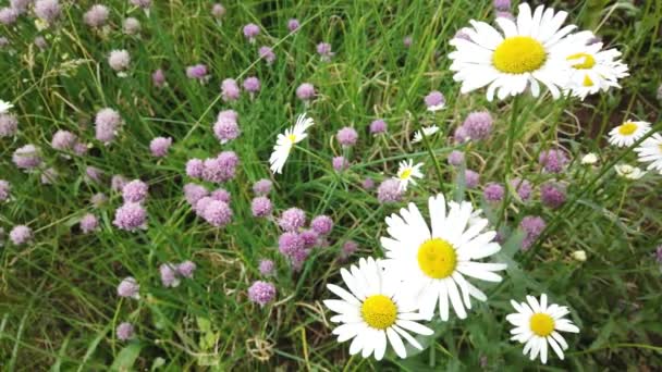 Close Chamomile Grass Swaying Wind Beautiful Flower — Stock Video