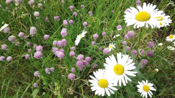 Sluit Kamille Het Gras Zwaaiend Wind Mooie Bloem — Stockvideo