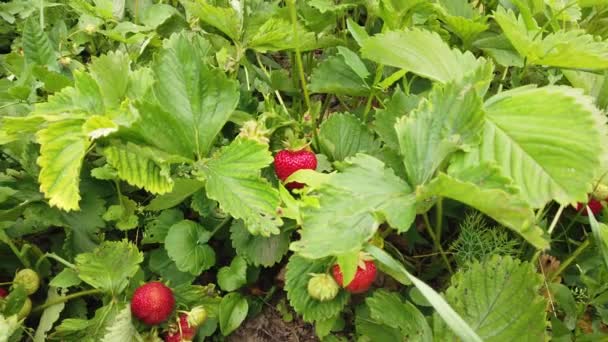 Vista Las Plantas Fresa Con Flores Bayas Listas Para Recoger — Vídeos de Stock