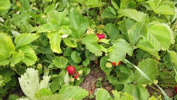 Uitzicht Aardbeiplanten Met Bloemen Bessen Klaar Plukken — Stockvideo