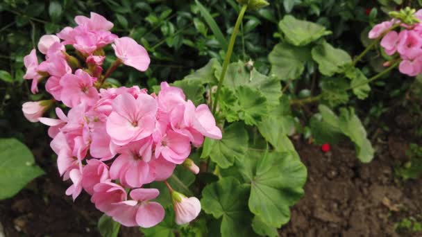 カントリーハウスの隣に美しいピンクの花が咲きます — ストック動画