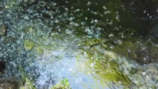 Acqua Pulita Limpida Nel Lago Nel Fiume — Video Stock