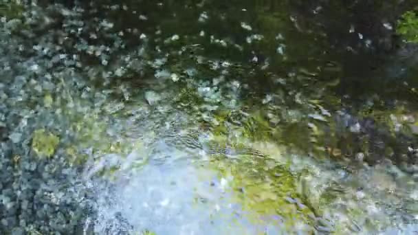 湖と川の中にきれいに澄んだ水 — ストック動画
