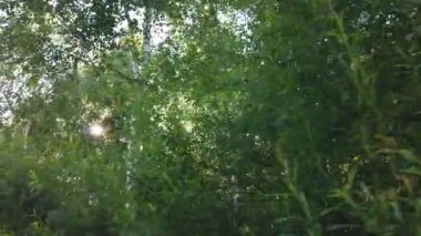 Ormanda yürürken, güneş ışınları dalların arasından yol alır.