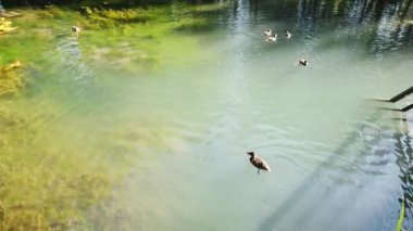 Ördek sürüsü gölette yüzüyor, insanlar havuza ördek atıyor.