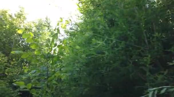 Spacerując Lesie Promienie Słońca Przechodzą Przez Gałęzie — Wideo stockowe
