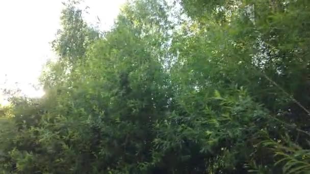 沿着森林散步时 太阳光穿过树枝 — 图库视频影像