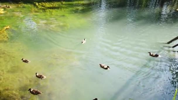 Κοπάδι Πάπιας Κολυμπάει Στη Λίμνη Κόσμος Πετάει Πάπιες Στη Λίμνη — Αρχείο Βίντεο