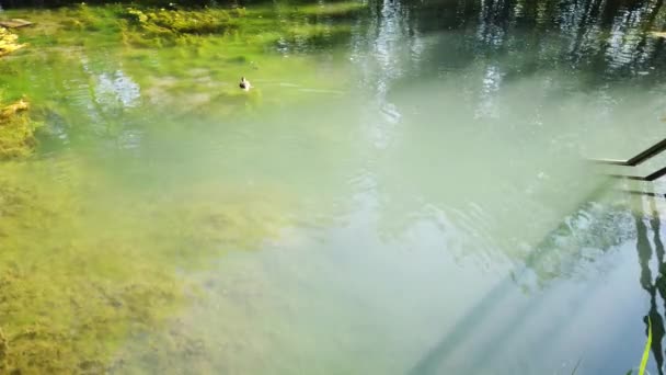 鸭子在池塘里游动 人们在池塘里抛掷食物鸭 — 图库视频影像