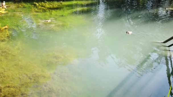 Duck Flock Swims Pond People Toss Food Ducks Pond — Stock Video