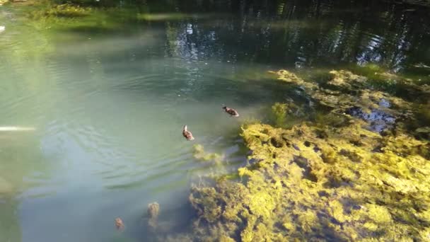 Ördek Sürüsü Gölette Yüzüyor Insanlar Havuza Ördek Atıyor — Stok video