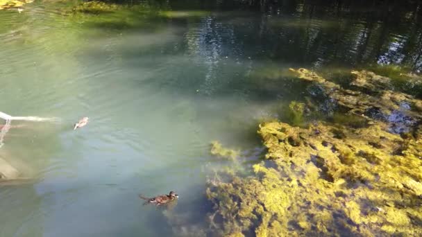 Ördek Sürüsü Gölette Yüzüyor Insanlar Havuza Ördek Atıyor — Stok video