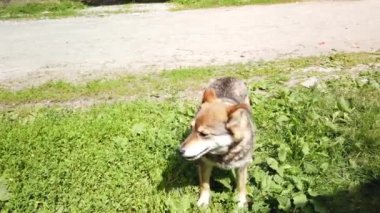 Sokak köpeği köyde dolaşıyor, sokakta özgür bir köpek.