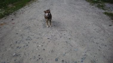 Sokak köpeği köyde dolaşıyor, sokakta özgür bir köpek.