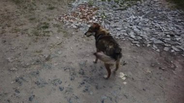 Sokak köpeği köyde dolaşıyor, sokakta özgür bir köpek.
