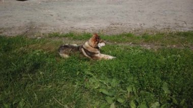 Sokak köpeği köyde dolaşıyor, sokakta özgür bir köpek.