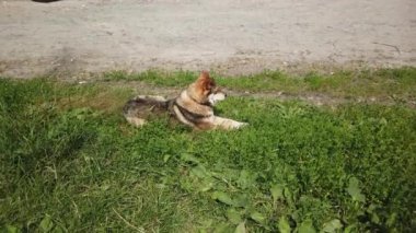 Sokak köpeği köyde dolaşıyor, sokakta özgür bir köpek.