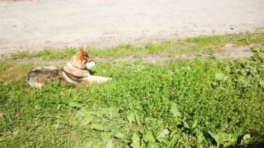 Sokak köpeği köyde dolaşıyor, sokakta özgür bir köpek.