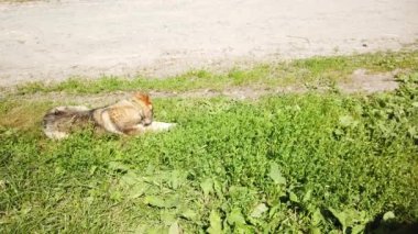 Sokak köpeği köyde dolaşıyor, sokakta özgür bir köpek.