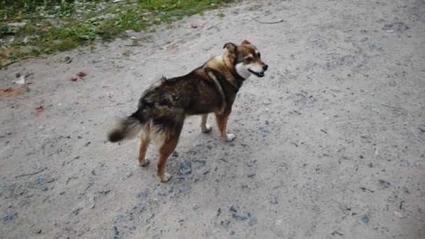Sokak Köpeği Köyde Dolaşıyor Sokakta Özgür Bir Köpek — Stok video