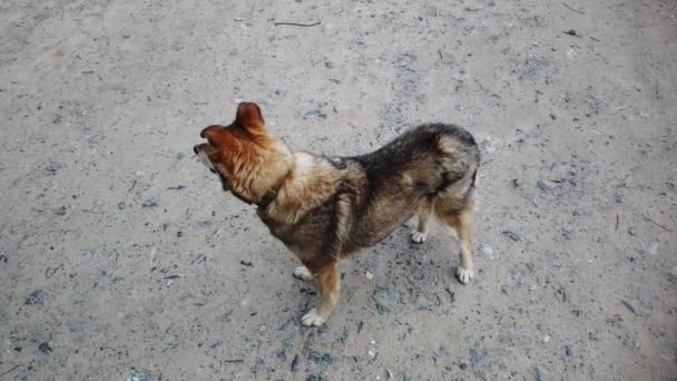 Street Dog Pasea Por Pueblo Perro Libre Calle — Vídeos de Stock