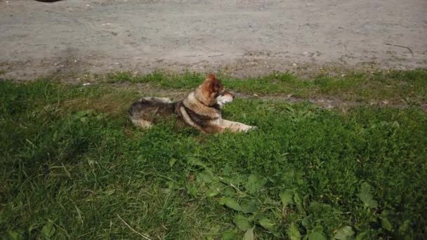 通りの犬は村を歩き回り 通りの無料の犬は — ストック動画