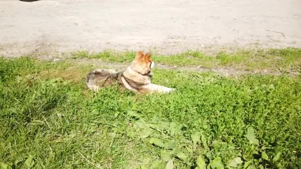 Street Dog Pasea Por Pueblo Perro Libre Calle — Vídeo de stock