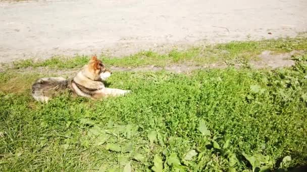 Sokak Köpeği Köyde Dolaşıyor Sokakta Özgür Bir Köpek — Stok video