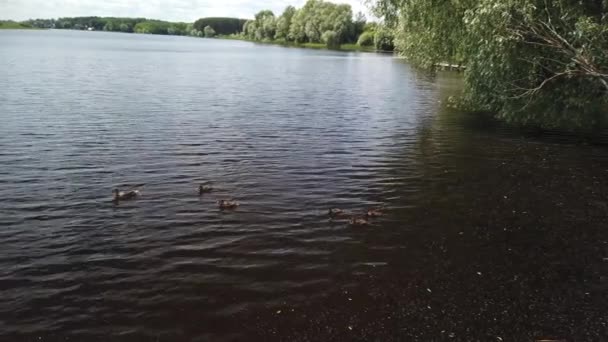 Kachna s malými kachničkami plave u břehů řeky Volhy — Stock video
