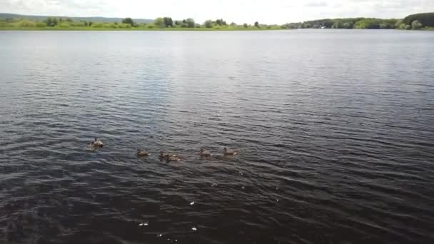 Canard aux petits canetons nageant au bord de la Volga — Video