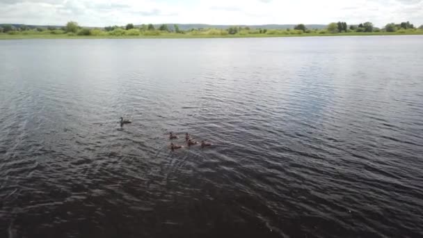 Kacsa kiskacsákkal úsznak a Volga folyó partján — Stock videók