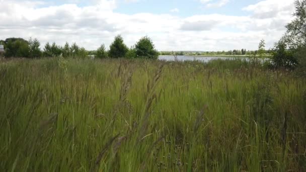Hierba balanceándose en el viento en un campo cerca del río — Vídeos de Stock